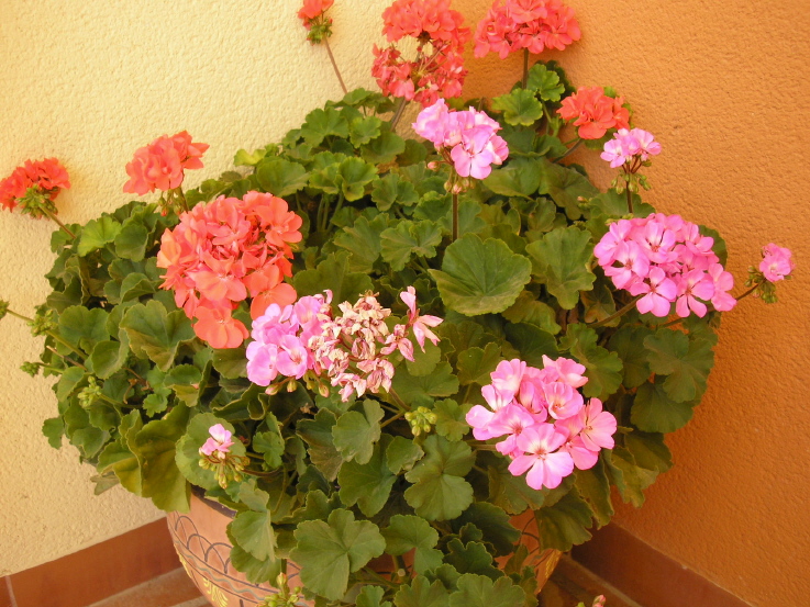 Geranium Picture - Picture of a Geranium
